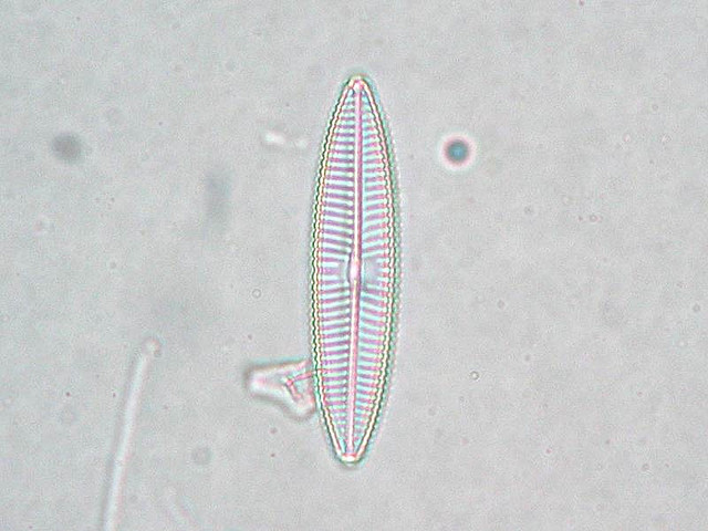 La diatomée est une microalgue planctonique.&nbsp;© Fabelfroh,&nbsp;Flickr, CC by nc-sa 2.0
