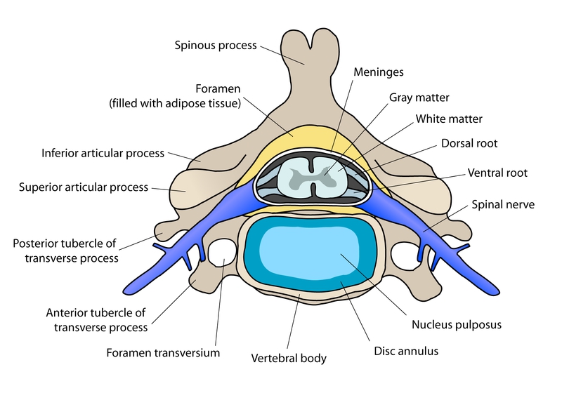 Coupe transversale d'un disque intervertébral et de la colonne vertébrale. En bas, on peut voir le nucleus pulposus, substance gélatineuse donnant un peu souplesse à cette masse osseuse. © Debivort, Wikipédia, cc by sa 3.0