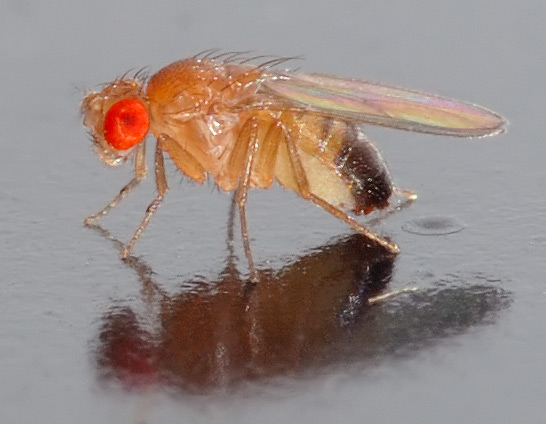 Drosophila melanogaster est l'organisme modèle des généticiens. © Aka, Wikimedia, CC by-sa 2.5