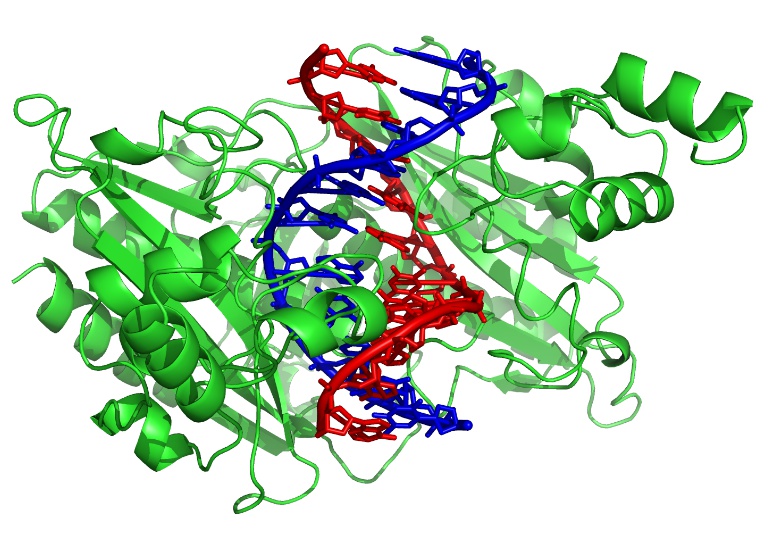 L'enzyme de restriction EcoRV (en vert) coupe l'ADN sur les deux brins (rouge et bleu). © Zephyris, Wikimedia, CC by-sa 3.0