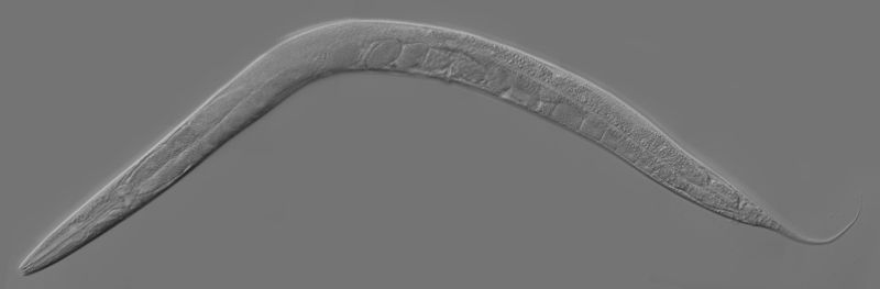 Le ver C. elegans est transparent, ce qui permet de visualiser facilement chacune de ses cellules. © Kbradnam, Wikimedia, CC by-sa 2.5 