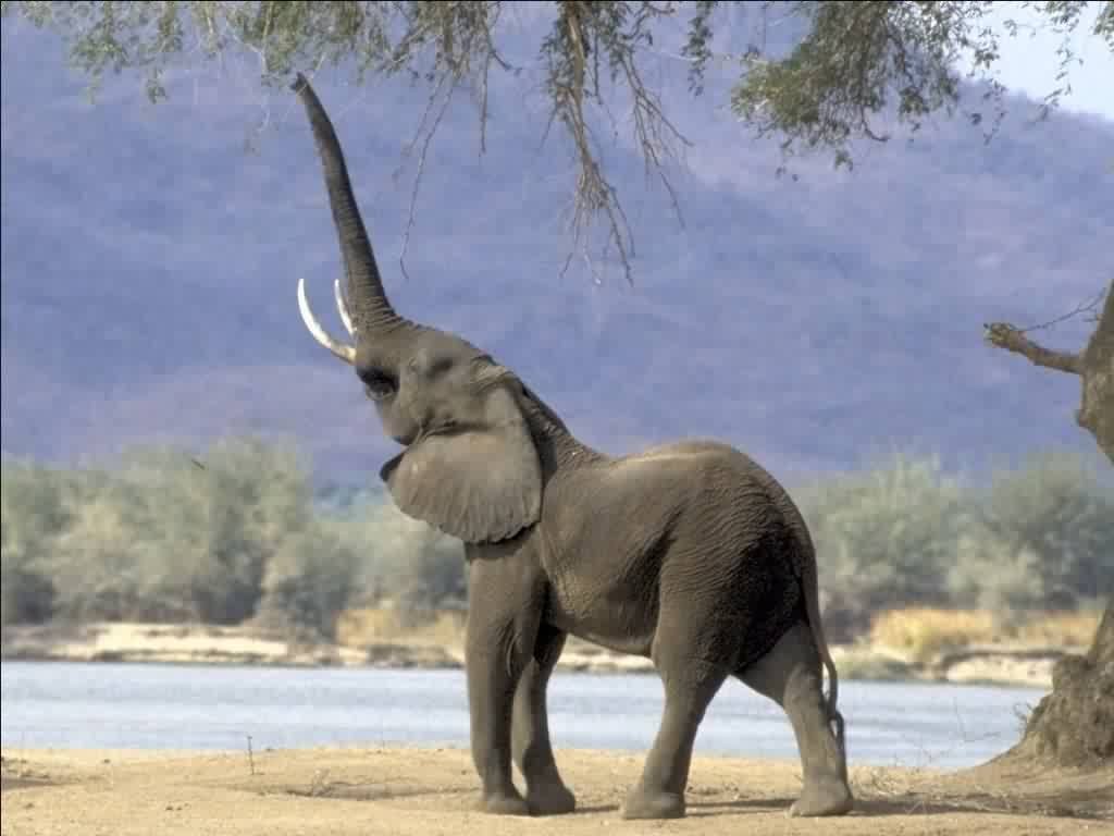 L'éléphant attrape sa nourriture avec son proboscis. © fondecran.com