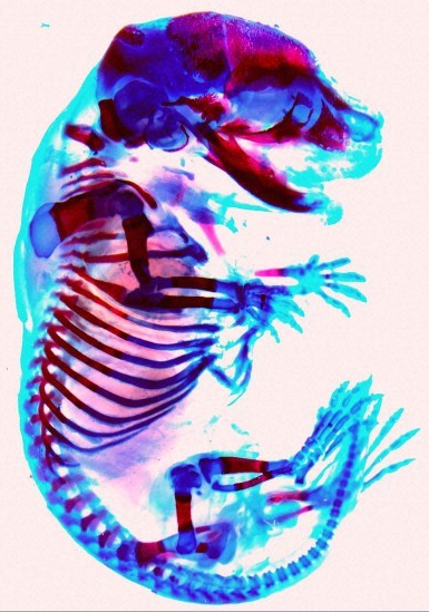 L'alizarine rouge permet de colorer les os en rouge, comme dans cet embryon de souris. Il peut être utilisé en même temps que le bleu alcian, une substance colorant le cartilage en bleu. © wellcome images, Flickr, CC by-nc-nd 2.0