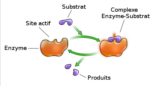 Le site actif d'une enzyme est le lieu de la réaction enzymatique. © YassineMrabet, Wikimedia, CC by-sa 2.5