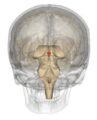 L'épiphyse est située en arrière du mésencéphale. © Life Science Databases, Wikimedia, CC by-sa 2.1