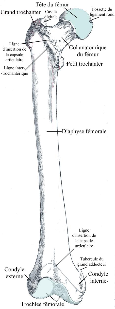 Le fémur est un os long de la cuisse. © Bérichard, Wikimedia, CC by-sa 3.0