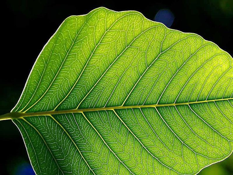 La photosynthèse est un mécanisme spécifique des plantes vertes. © Jon Sullivan, Wikimedia, domaine public