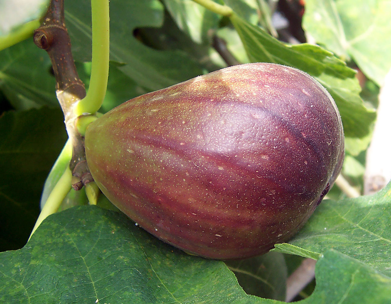 La figue est un fruit typiquement méditerranéen riche en minéraux. © Wikimedia Commons
