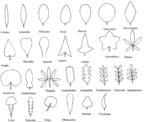 Il existe une très grande diversité de formes de feuille, mais les plantes homophylles ne présentent qu'une seule forme de feuille. Le schéma ci-dessus donne les noms de celles qu'on peut trouver dans la nature. © Station alpine Joseph Fourrier