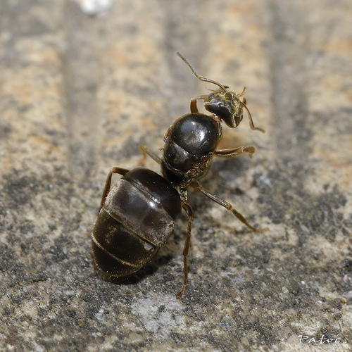 Un myrmécologue étudie les fourmis. © stef_dit_patoc, Flickr CC by nc-sa 2.0