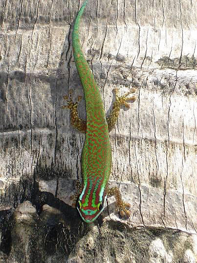 Gecko vert de Manapany. Crédit photo : Mickaël Sanchez / Nature Océan Indien
