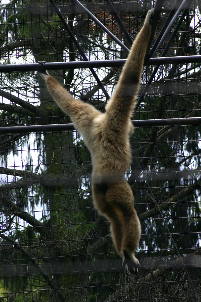 Les gibbons se déplacent grâce à la brachiation. Ce groupe rassemble de nombreuses espèces appartenant toutes à la famille des hylobatidés et vivant en Asie. © grendelkhan , Flickr, CC by-sa 2.0