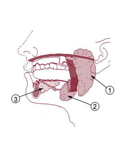 La salive est produite par trois glandes différentes : parotides (1), sous-maxillaires (2) et sublinguales (3). La xérostomie apparaît lorsque ces glandes ne sont plus assez productives. © US administration, DP