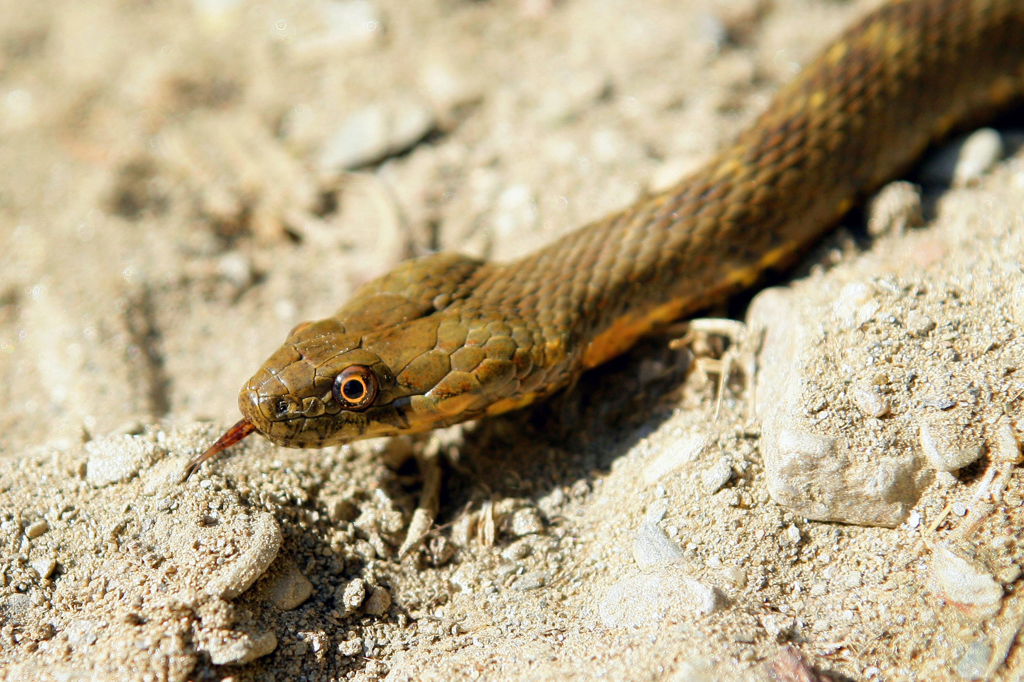L’herpétophobie n’est pas forcément déclenchée par la peur légitime de la morsure du serpent venimeux. © Phovoir
