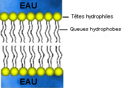 Structure d'une membrane cellulaire, montrant les deux couches de molécules amphipatiques. Ces phospholipides ont une partie hydrophile (un groupement phosphaté, ici appelé tête et représenté en jaune) et deux acides gras hydrophobes (les queues). Dans un milieu aqueux de part et d'autre, ces molécules s'organisent en deux couches. © DR