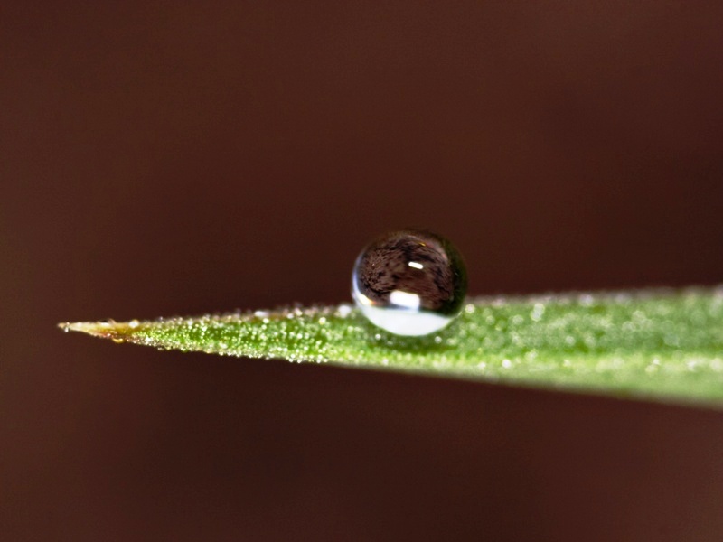 À l'image : une goutte d'eau sur une cuticule végétale, dont la surface est naturellement hydrophobe. On voit clairement que la goutte ne s'étale pas mais est repoussée par la surface de la plante. © Wikipédia, Michael Apel