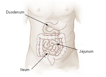 Le chyle se forme dans l'intestin grêle. © DR