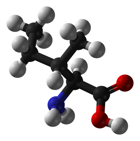 L'isoleucine est un acide aminé essentiel (carbone en noir, oxygène en rouge, azote en bleu et hydrogène en blanc). © Domaine public
