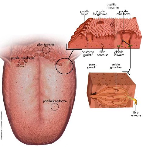 La langue est un organe impliqué dans l'alimentation et la phonation. © univ-paris5