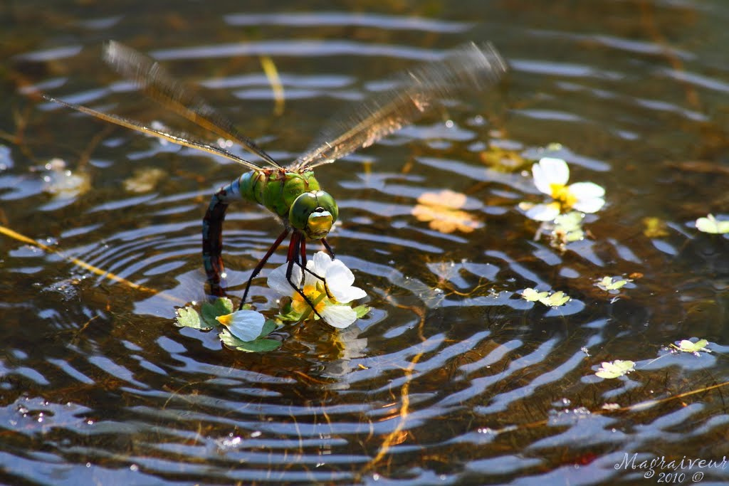 Certaines libellules peuvent atteindre 36 km/h en vol, soit bien plus qu’un frelon (22 km/h). Elles vivent principalement à proximité de pièces d’eau ou de cours d’eau. © Magraiveur Marc, Flickr, cc by nc nd 2.0