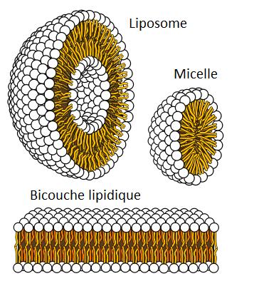 Le côté amphiphatique des lipides les pousse à s'associer entre eux pour éviter le contact avec l'eau. Les parties hydrophiles (en blanc) restent en contact avec l'eau, alors que les parties hydrophobes (en jaune) restent associées. C'est ce phénomène qui conduit à la formation de liposomes, de micelles, ou de la bicouche lipidique (des membranes cellulaires). © Domaine public