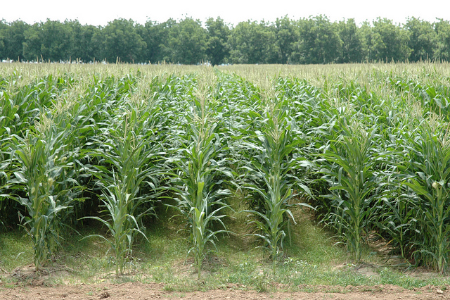 Le maïs MON810 de Monsanto est absent du sol français pour l'instant. &copy; agrilifetoday, Flickr, cc by nc nd 2.0