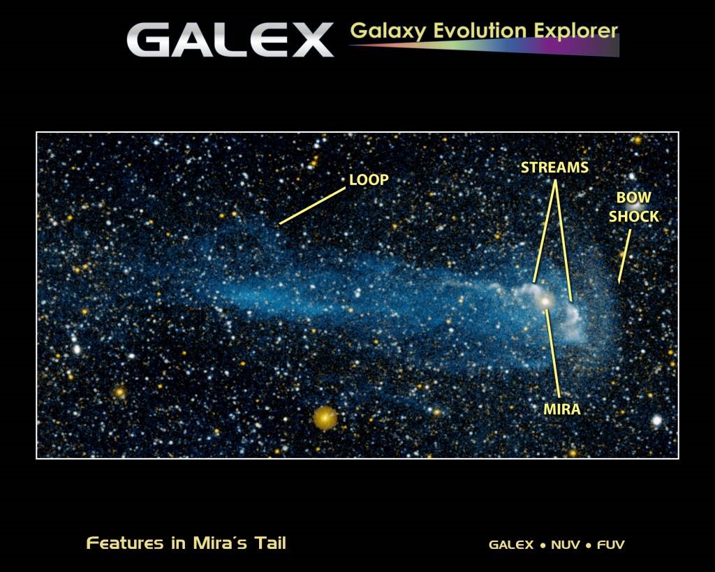 Une queue de gaz de 13 années-lumière s'échappe de l'étoile variable Mira Ceti. Crédit Galex/Nuv/Fuv 