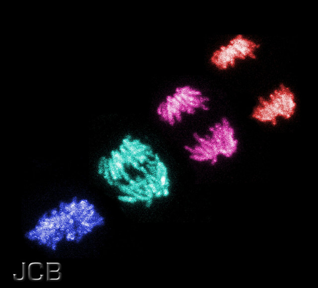 L'endoréduplication est une mitose sans division cellulaire. &copy; The JCB, Flickr, cc by nc sa 2.0