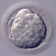 Chez l'Homme, le stade morula est atteint 4 jours après la fécondation. L'embryon mesure alors 150 µm de diamètre. © Laboratoire de Biologie de la reproduction, Lausanne