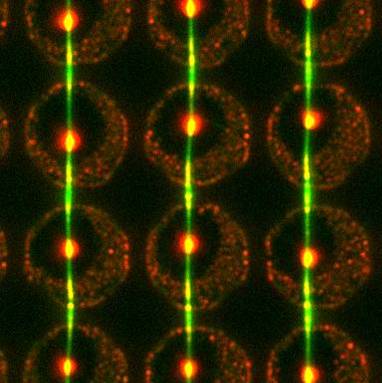 La nanofluidique est une des applications des nanosciences. © Ohio State University