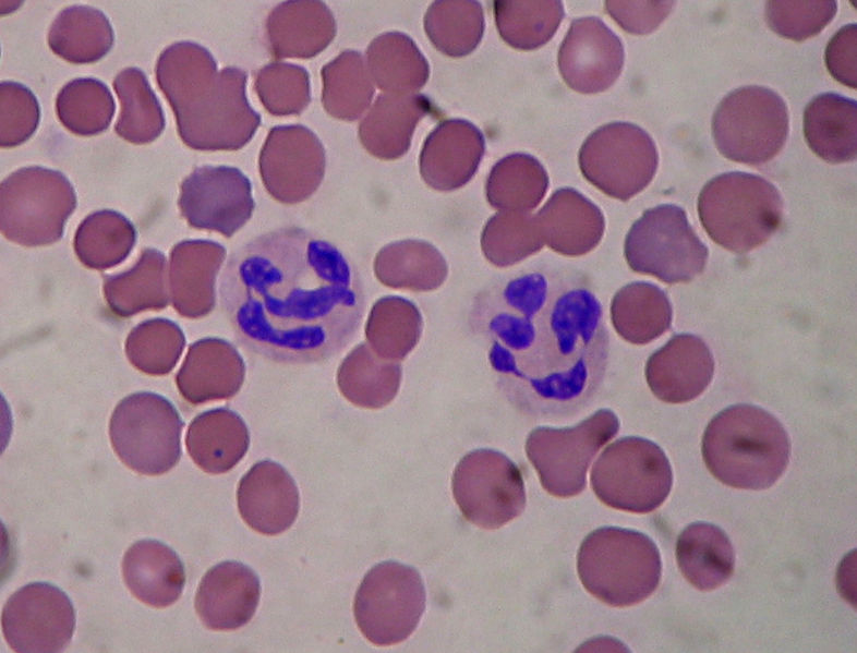 Un granulocyte (ici un neutrophile entouré de globules rouges) possède un noyau polylobé. © Salvadorjo, Wikimedia, GFDL 1.2
