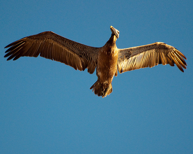Les oiseaux et les insectes ont des ailes : c'est une homoplasie. &copy; petespande, Flickr, cc by nc 2.0