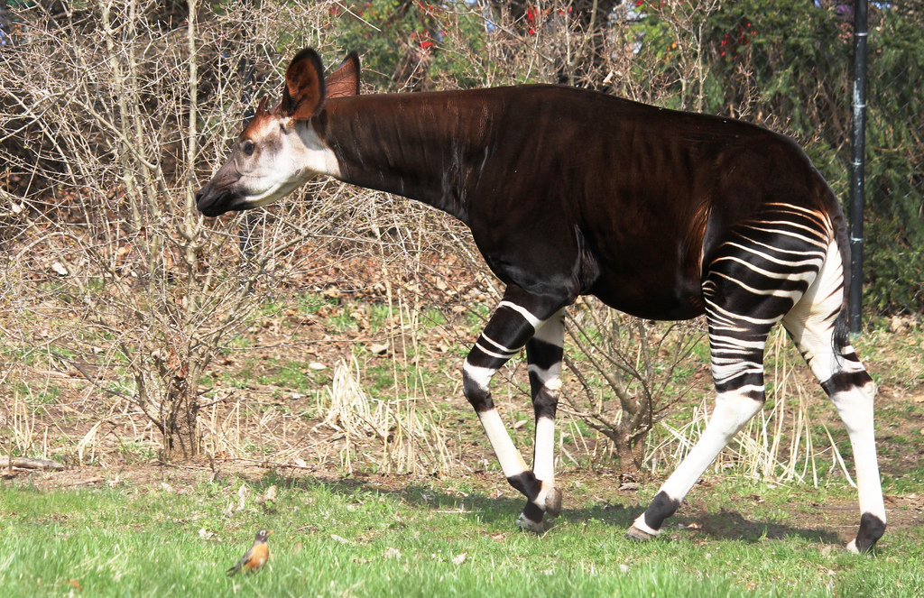 Okapi au zoo de Powell dans l'Ohio,&nbsp;aux États-Unis.&nbsp;© OZinOH, Flickr, cc by nc 2.0
