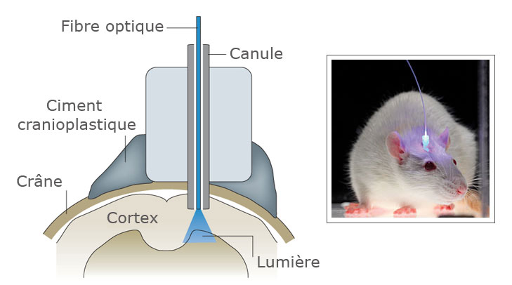 L'optogénétique permet de contrôler une souris à distance, grâce à une fibre optique émettant de la lumière directement dans son cerveau. © Université de Stanford