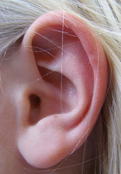 L'oreille externe constitue la partie la plus visible de l'oreille. © DR