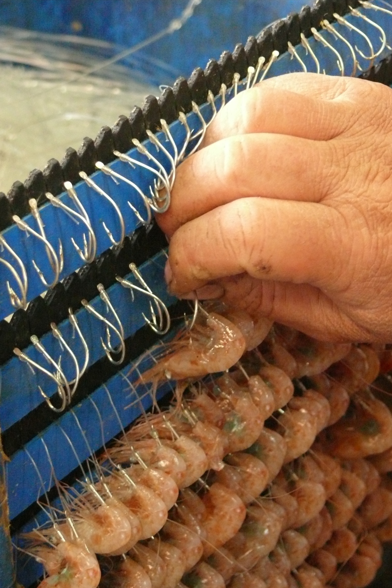 Les appâts de pêches sont placés sur des hameçons. Selon les pratiques, les palangres se composent souvent de 2 à 60 crochets. © calafellvalo, Flickr, CC by-nc-nd 2.0
