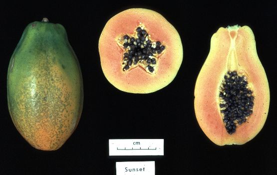 La papaye est un fruit imposant, mais peu calorique. © DR