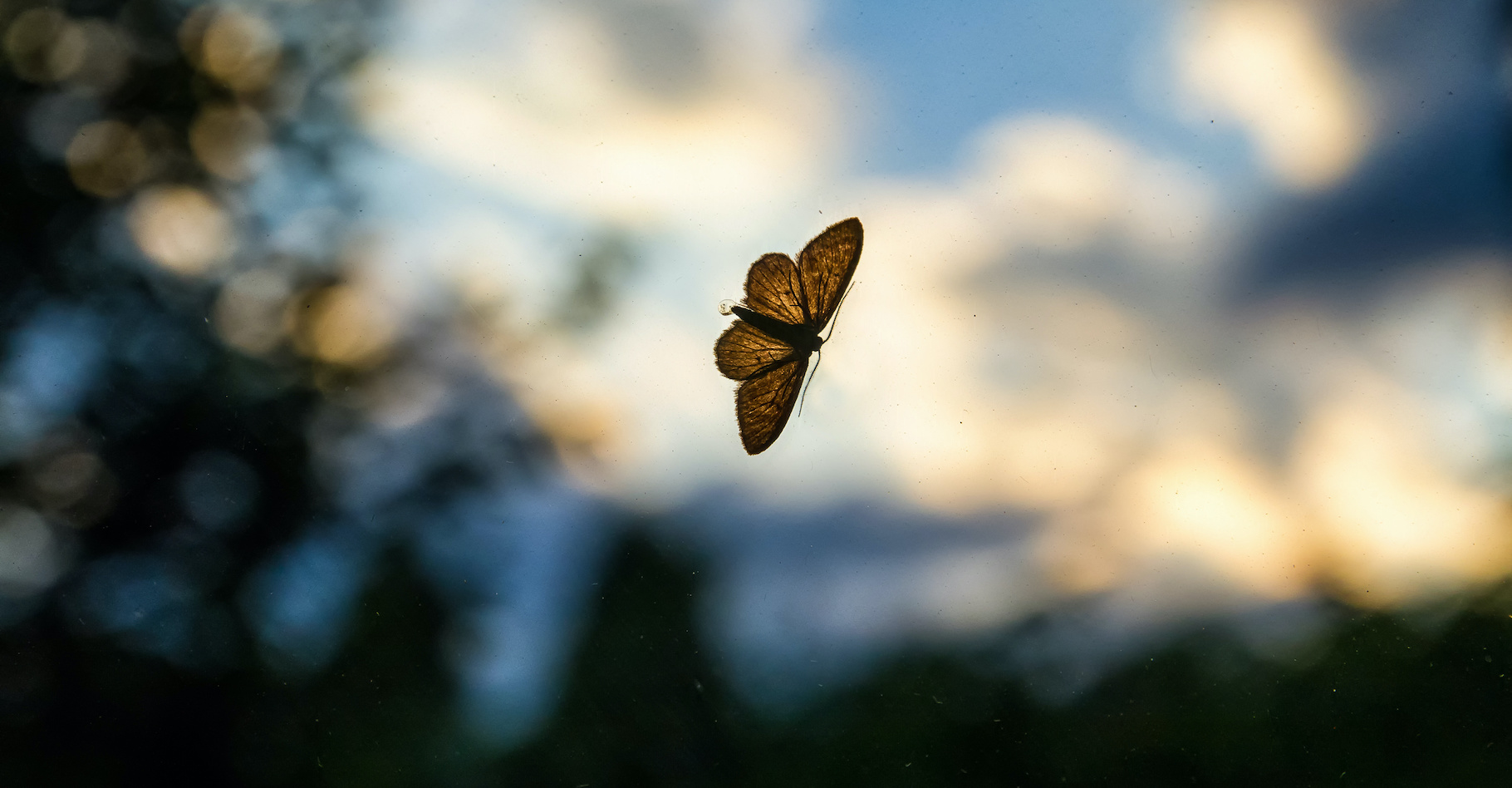 Le papillon de nuit est un type de papillon extrêmement commun. © yanosh_nemesh, Adobe Stock