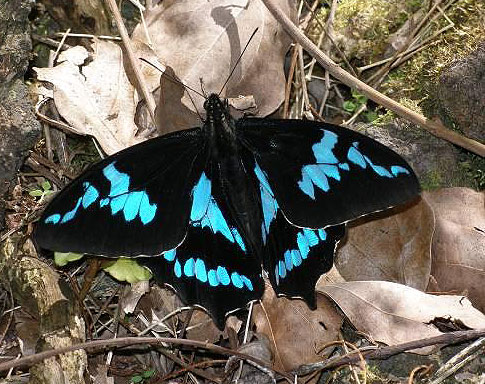 Le Papillon La Pâture. © Dominique Martiré