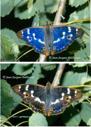 Certains papillons présentent des ailes aux couleurs changeantes, c'est l'irisation. Ici, le même Petit Mars photographié à des angles différents. © Jean-Jacques Feldtrauer 