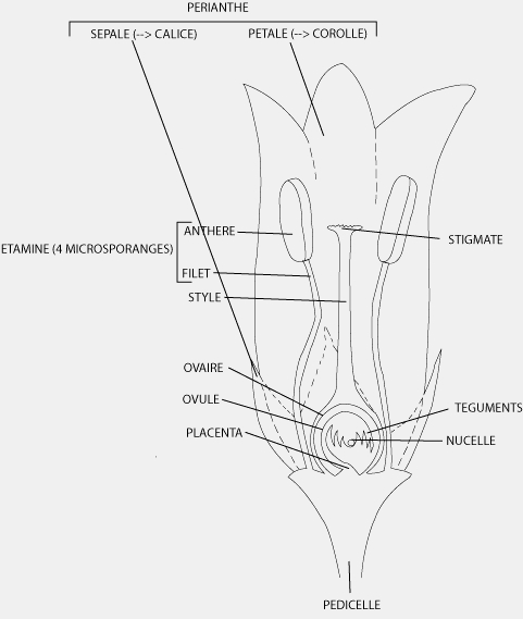 Le périanthe protège les organes reproducteurs de la fleur, le gynécée (ou pistil) et l'androcée (ensemble des étamines). © ONG Louvain Coopération, afd-ld.org