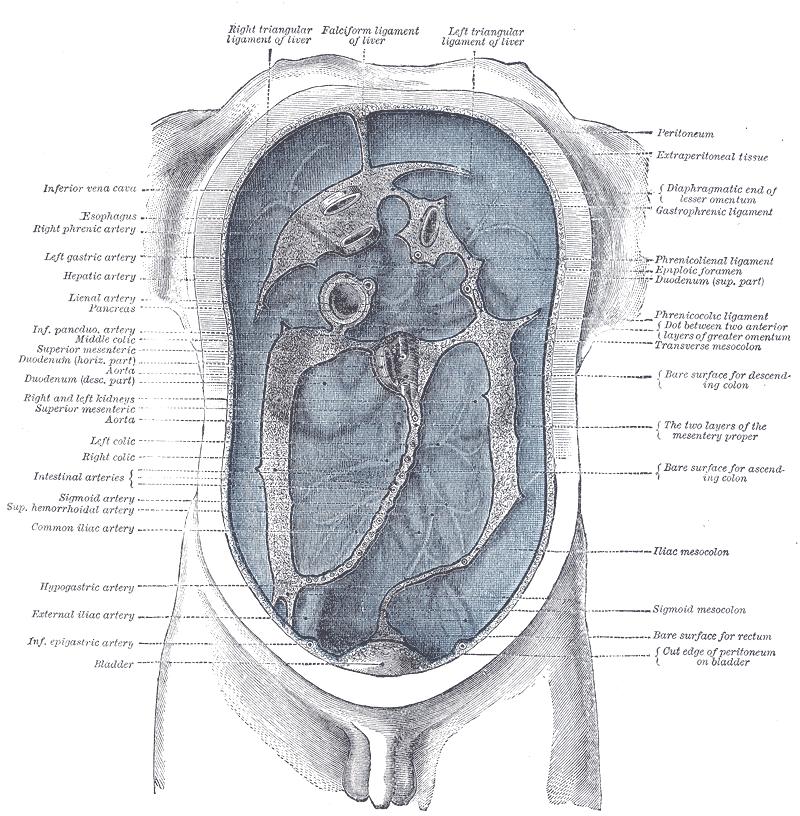 Le péritoine correspond à toute cette partie bleutée. Une infection généralisée s'attaque alors à tout l'abdomen, c'est ce qu'on appelle la péritonite. © Henry Gray, Wikipédia, DP