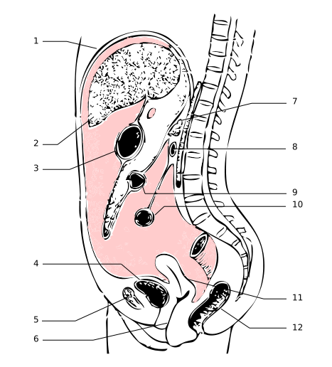 Le péritoine est une membrane qui entoure de nombreux organes. 1 : diaphragme - 2 : foie  - 3 : estomac - 4 : vessie - 5 : os pubien  - 6 : vagin - 7 : pancréas - 8 : duodenum - 9 : côlon transverse - 10 : intestin grêle - 11 : utérus - 12 : rectum. © Wikimedia Commons