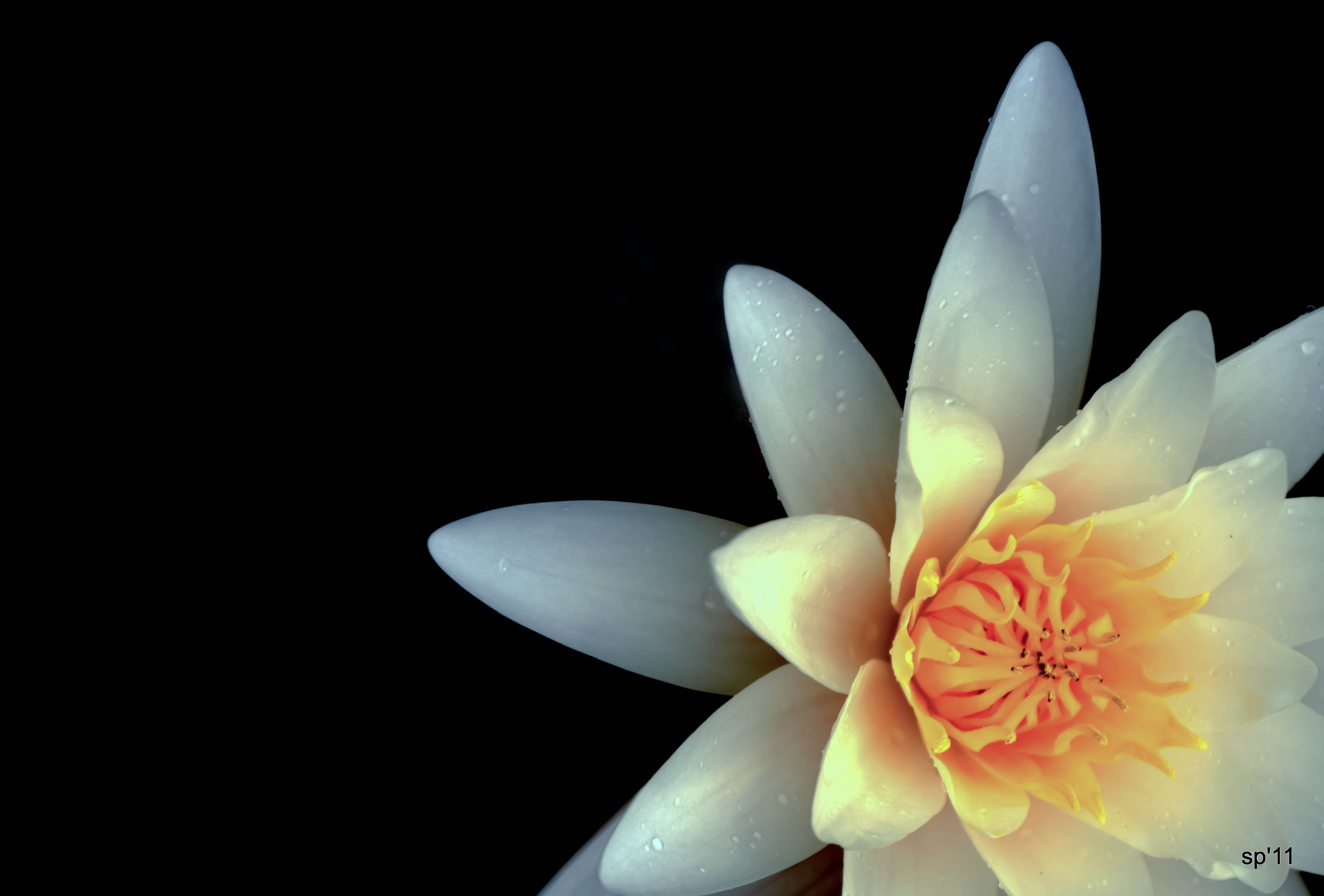 Le nombre de pétales composant une fleur est souvent utilisé comme critère de classification chez les végétaux. © annickashyam1, Flickr, CC by-nc-nd 2.0