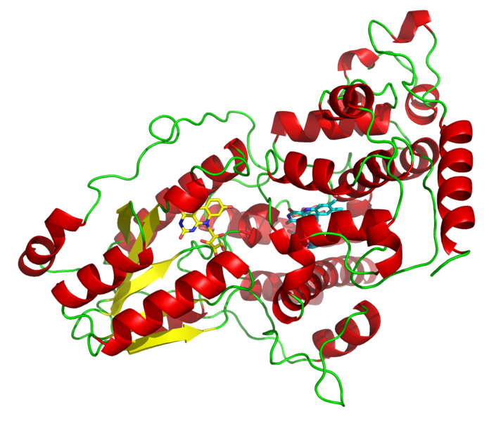 La photolyase est une enzyme appartenant à la classe des flavoprotéines. © Opabinia Regalis / Licence Creative Commons