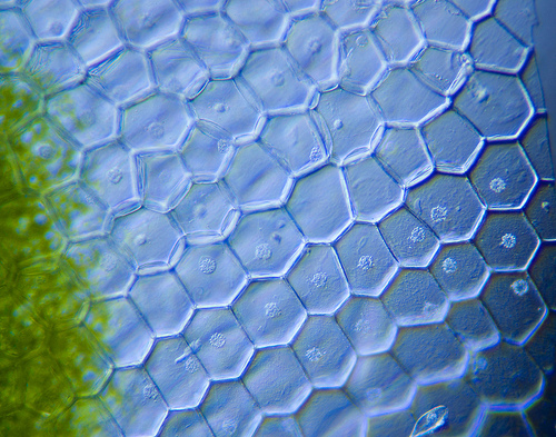 Visualisation de cellules végétales au microscope à illumination oblique. © Nebarnix, Flickr, CC by-nc-nd 2.0
