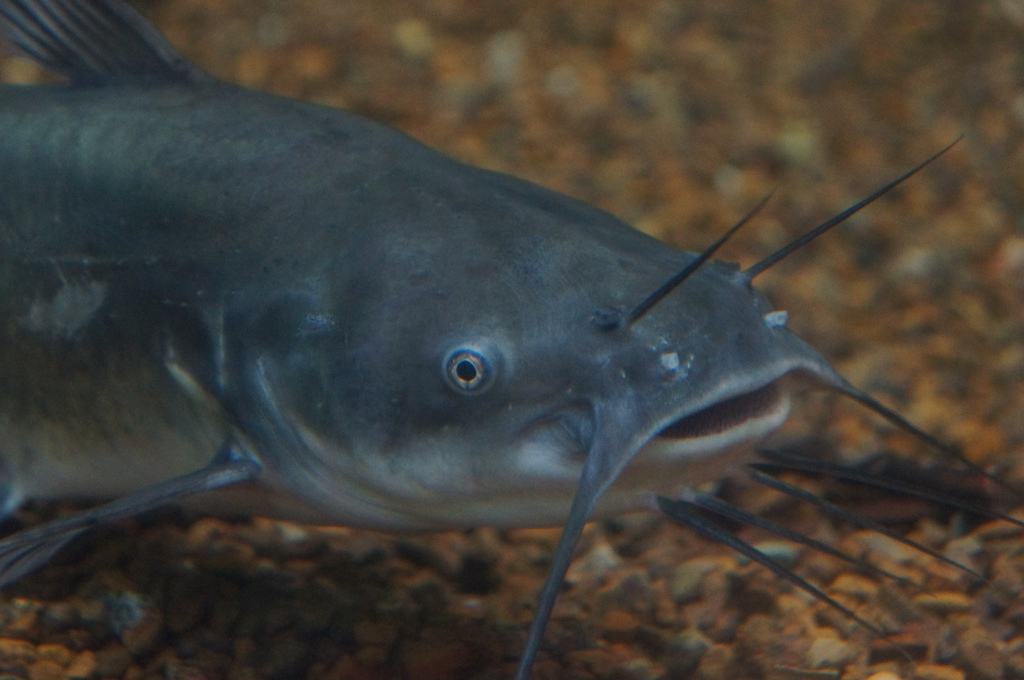 L’appareil de Weber est l’un des plus importants critères permettant de classer des poissons au sein des ostariophysians. Ce groupe rassemble 28 % des espèces de poissons connues dans le monde, dont celles appartenant à l’ordre des siluriformes, i.e. des poissons-chats. ©  C. Simmons, Flickr, CC by-nc 2.0

