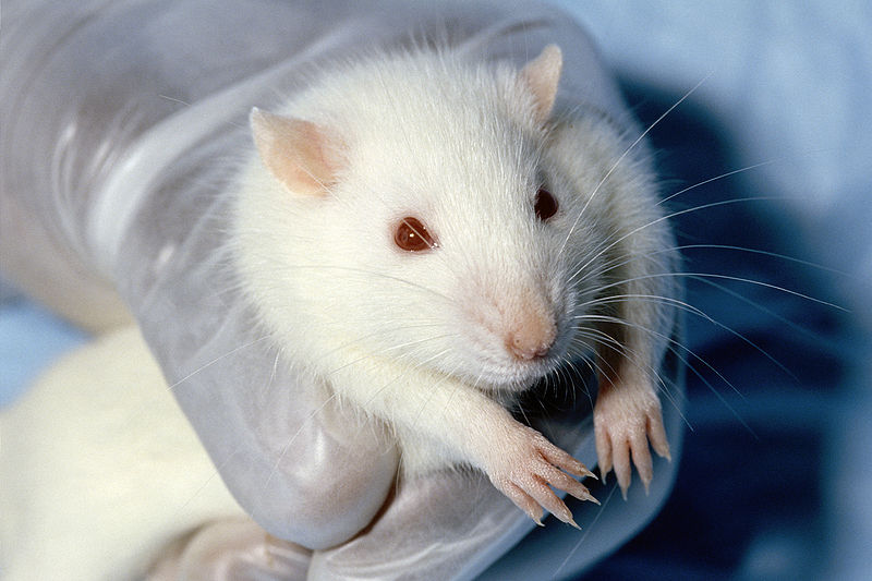 Le rat de laboratoire peut être albinos (pelage blanc et yeux rouges). © Janet Stephens, Wikimedia, domaine public