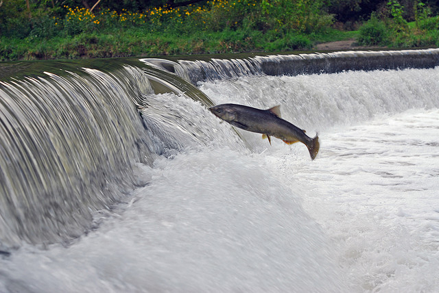 Le saumon fait partie de l'infraclasse des téléostéens, comme plus de 20.000 autres espèceset comme la grande majorité des actinoptérygiens. &copy ZaNiaC, Flickr, cc by nc sa 2.0