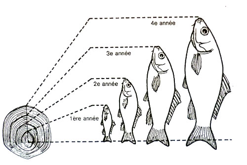 La scalimétrie exploite notamment les zones sombres observées sur les écailles pour déterminer l'âge des poissons. © DP